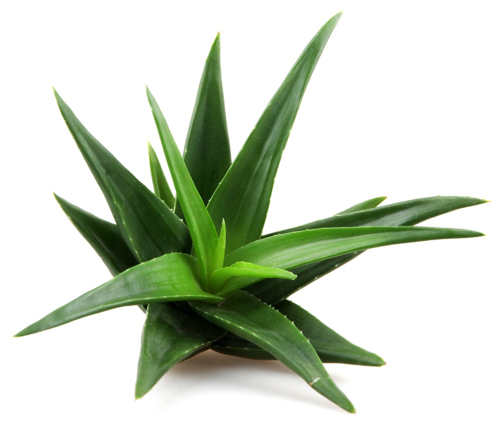 Alternative eczema remedies: Using Aloe vera for eczema