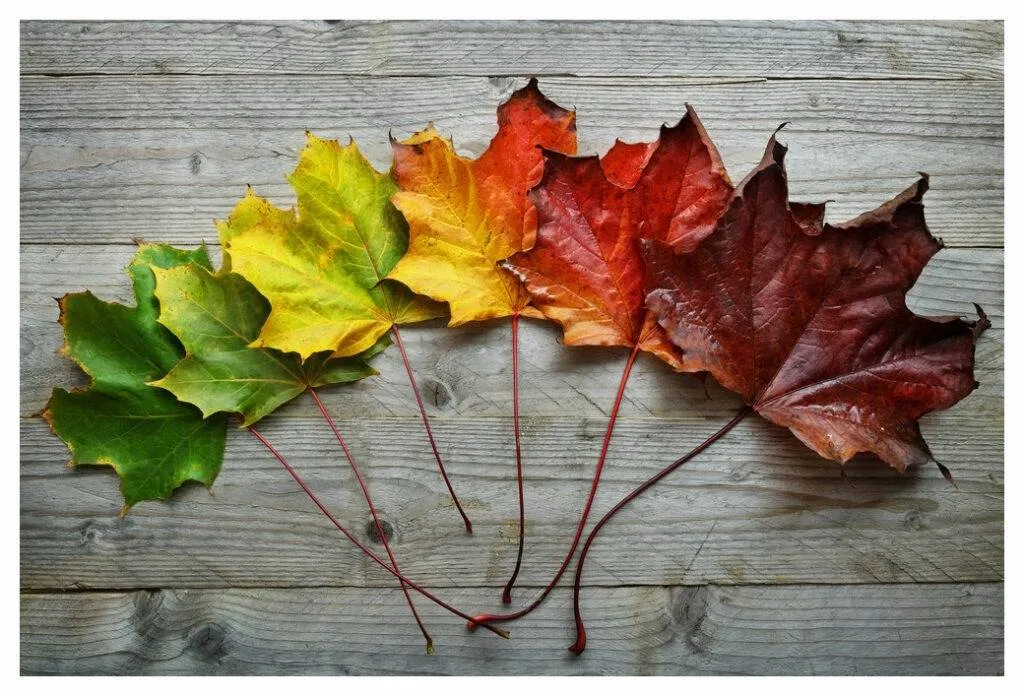 ligne de feuilles d'érable dont la couleur va du vert au jaune, à l'orange, au rouge et au brun, illustrant l'effet desséchant des changements de saison sur la peau et l'eczéma.